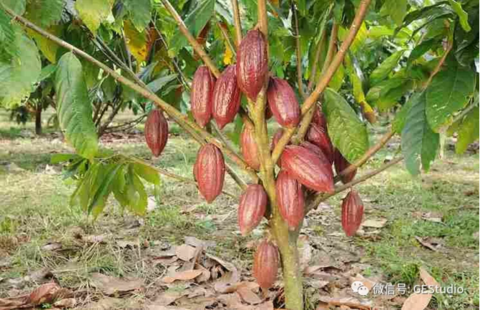 豆(纳瓦特尔语:cacahuatetl),又称可可亚豆(英语:cocoa bean),可可子