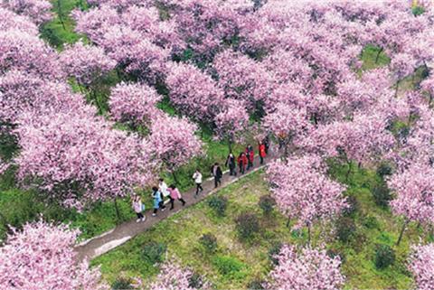 近年来,重庆市璧山区来凤街道引进花木公司,发展花卉苗木种植和乡村