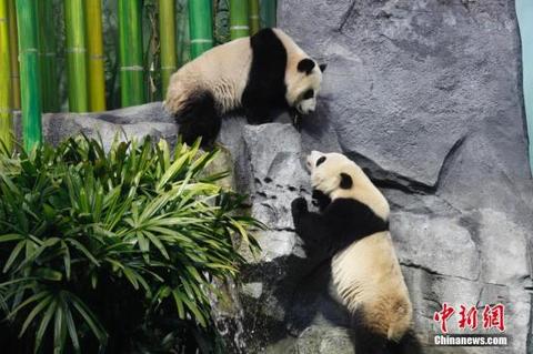 旅加中国熊猫龙凤胎宝宝将回国 动物园举办欢送会