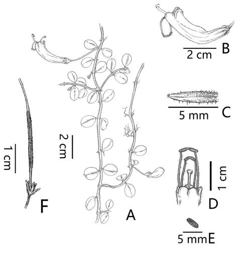 植物物种“隐世百年”再次“转生” ！这次还上了中国“户口”