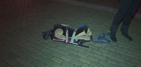 Man-caught-walking-stuffed-dog-after-curfew-in-Czech-Republic.jpg