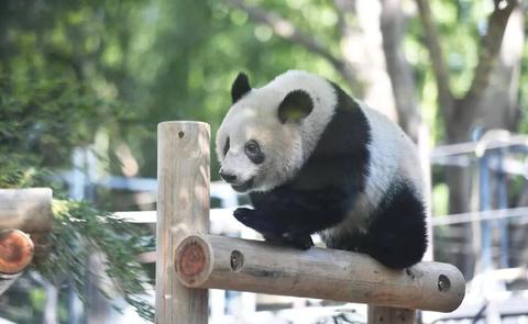 大熊猫"香香"要回国找对象啦 这排面也忒大了