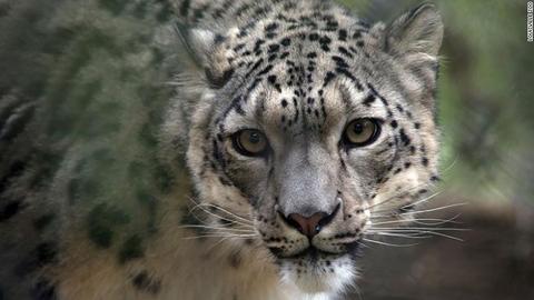 201211124525-snow-leopard-covid-positive-kentucky-exlarge-169.jpg