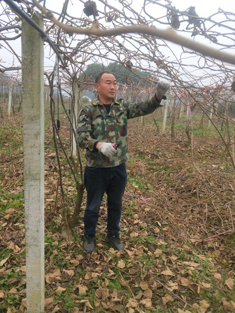 成都蒲江县西来镇:猕猴桃修枝正当时