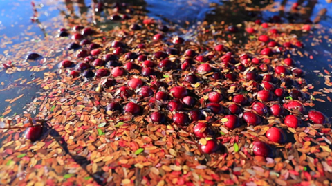 佳木斯抚远市：“北美红宝石”蔓越莓迎来丰收