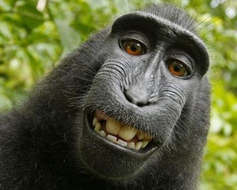 猿猴照片图片