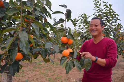 陕西扶风县天度镇以"五群"促脱贫