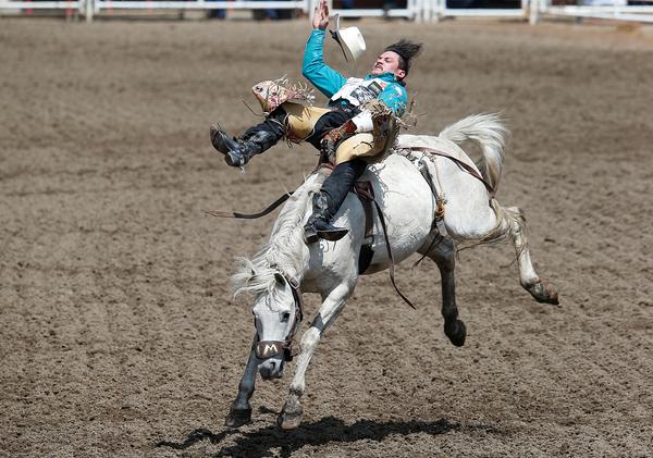 加拿大卡尔加里举办牛仔节 民众骑无鞍马狂奔