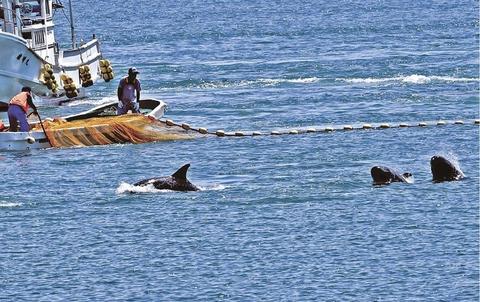 日本海豚湾进入捕猎季警察严防反捕鲸团体捣乱