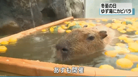 惬意网红动物水豚日本享受柚子温泉浴边泡边吃图