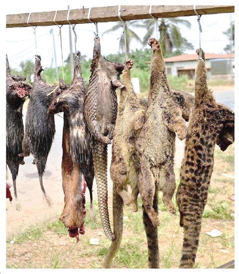 野生动物被残忍猎杀后,又被挂起来贩卖 (资料图片)