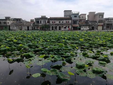 世外荷園——青田.jpg