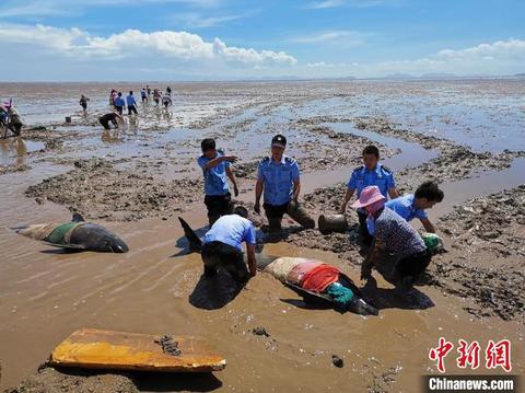 12頭領航鯨擱淺浙江臨海海域 愛心急救海洋精靈