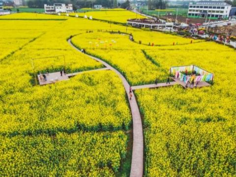 成都新津宝墩文博创意论坛暨宝墩油菜花节开幕