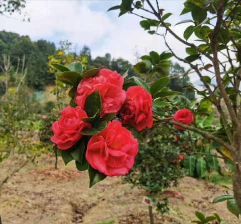 广州从化阿婆六茶花谷被评为国际杰出茶花园