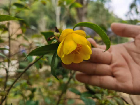 廣州從化阿婆六茶花谷被評為國際傑出茶花園