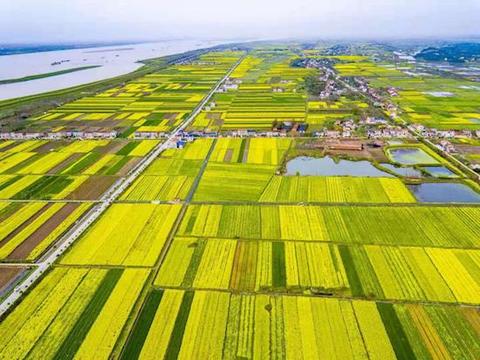 第三屆岳陽臨湘市江南油菜花節啟幕